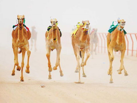 The Quirindi Camel Cup - Surfers Gold Coast 0