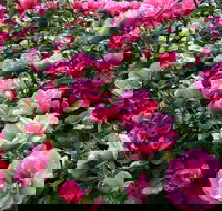 2020 Woolmers Estate Festival of Roses