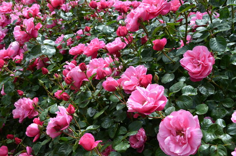 2020 Woolmers Estate Festival Of Roses - Surfers Gold Coast 0