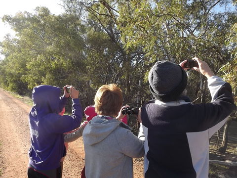 Annual Koala Count - Surfers Gold Coast 1