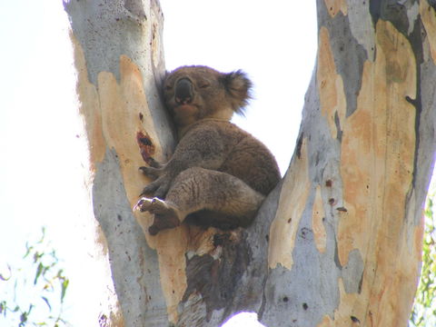 Annual Koala Count - Surfers Gold Coast 2