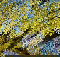 Australian Wattle Day  the Old Bus Depot Markets - Surfers Gold Coast