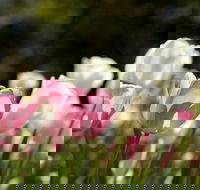 Floriade Reimagined - Surfers Gold Coast