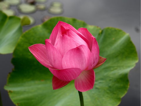 Free Meditation In Sydney - Surfers Gold Coast 0