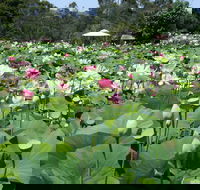 Lotus Flower Season - Surfers Gold Coast