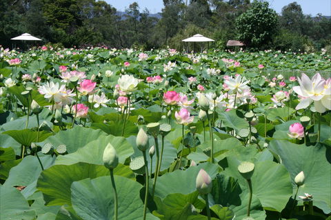 Lotus Flower Season - Surfers Gold Coast 0
