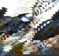 Mudgee Farm Walks - Surfers Gold Coast