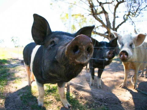 Mudgee Farm Walks - Surfers Gold Coast 0