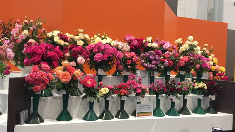 Roses By The Seaside: National Rose Championships And Conference - Surfers Gold Coast 1
