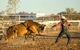 Walgett Charity Bushman's Carnival Rodeo And Campdraft - thumb 0
