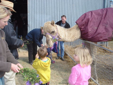 Wangaratta Show - Surfers Gold Coast 1