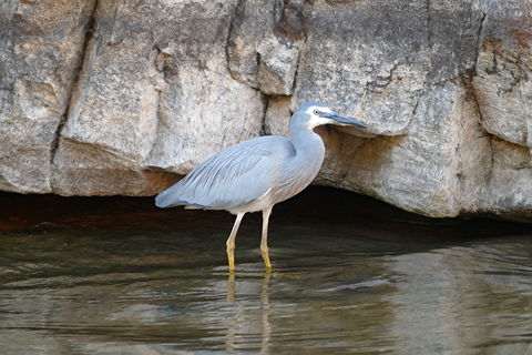 2020 Katherine Bird Festival - Surfers Gold Coast 1