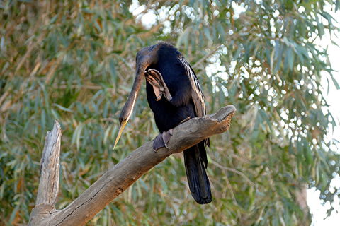 2020 Katherine Bird Festival - Surfers Gold Coast 2