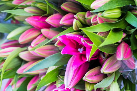 Harvest Launceston Community Farmers' Market - Surfers Gold Coast 0