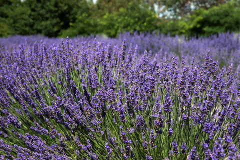 Lavender Herb And Chilli Festival - Surfers Gold Coast 0