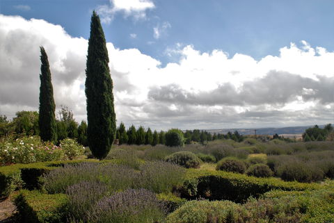 Lavender Herb And Chilli Festival - Surfers Gold Coast 1