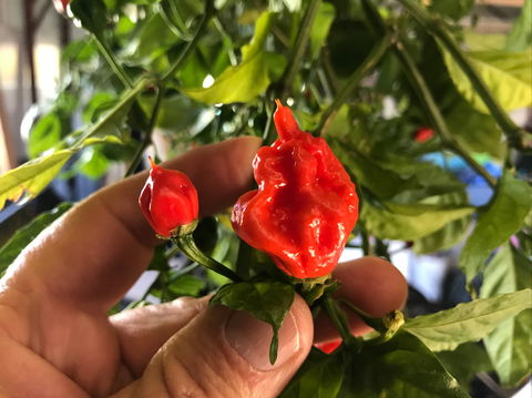 Lavender Herb And Chilli Festival - Surfers Gold Coast 2
