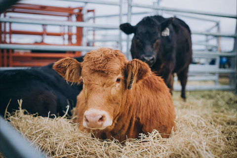 Mudgee Small Farm Field Days - Surfers Gold Coast 2