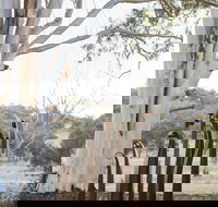 Sculptures in the Garden - Surfers Gold Coast