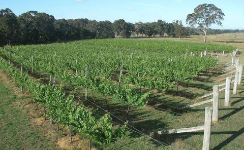 Yarralaw Springs Wines  - Cellar Door Wine Tasting - Surfers Gold Coast 1