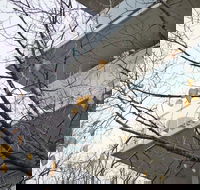 The Sebel Launceston