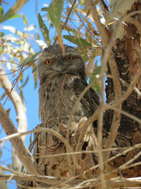 Kalbarri Tudor Holiday Park - Surfers Gold Coast 3