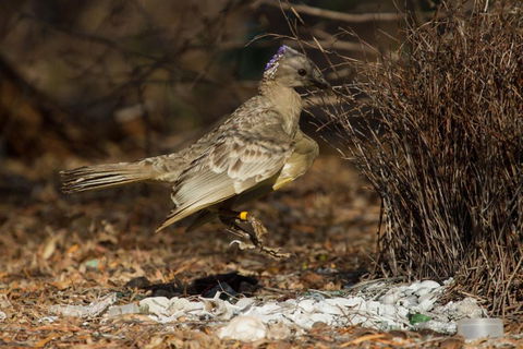 Broome Bird Observatory - Surfers Gold Coast 7