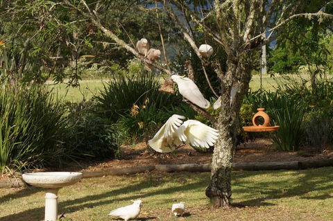 Vicarage View Cottage - Surfers Gold Coast 5