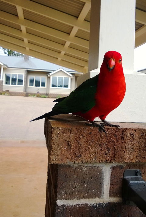 Marysville Garden Cottages - Surfers Gold Coast 3