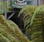 The Wombat Cottage - Surfers Gold Coast