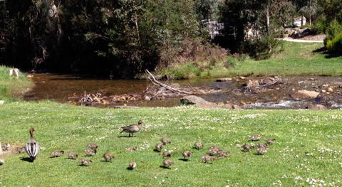RiverCottage Selfcontained - Surfers Gold Coast 3