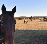 Clydesdale Cottage on Talga with real Clydesdale Horses - Surfers Gold Coast