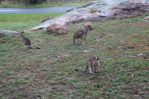 Zuny Yurt - Surfers Gold Coast 3
