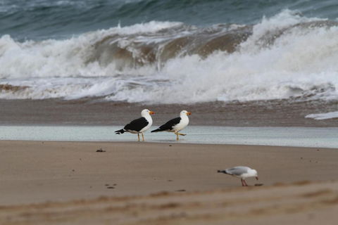 LOCKINGTON - Surfers Gold Coast 6