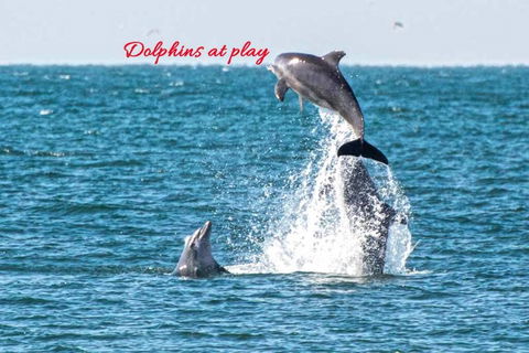 CHAP14C Chapman Cottage - Surfers Gold Coast 2