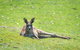 Halls Gap Motel - thumb 5