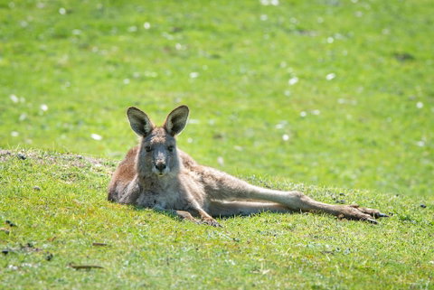 Halls Gap Motel - Surfers Gold Coast 5