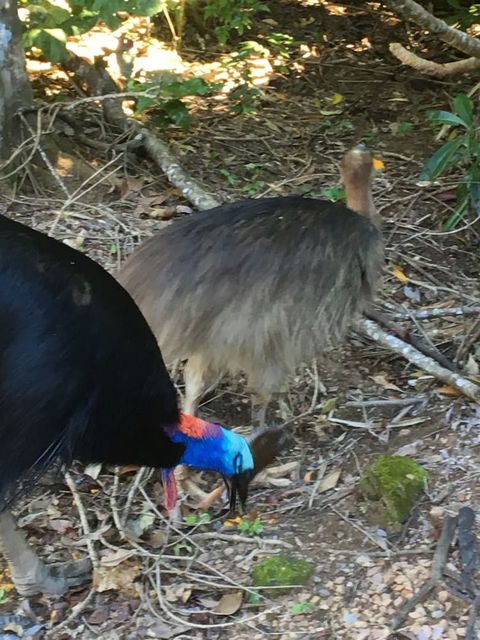 Licuala Lodge - Surfers Gold Coast 1