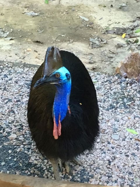 Licuala Lodge - Surfers Gold Coast 0