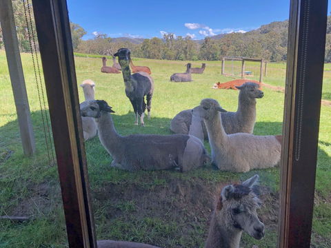 Valley Farm Vineyard Cottages - Surfers Gold Coast 2