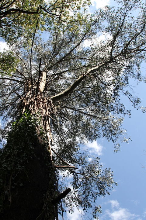 Gatehouse Cottage At Merrow Cottages - Mt Dandenong - Surfers Gold Coast 4