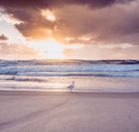 Blue Waters Motel - Surfers Gold Coast