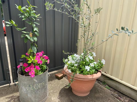Bendigo Backpackers - Surfers Gold Coast 2