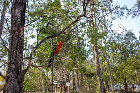 Kalimna Woods Cottages - Surfers Gold Coast 2