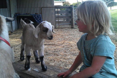 Fernleigh Farmstay & Bike Park - Surfers Gold Coast 5