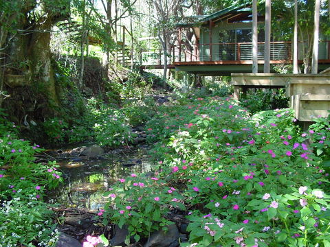Treetops Accommodation Montville - Surfers Gold Coast 4