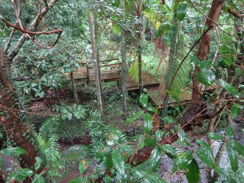 Treetops Accommodation Montville - Surfers Gold Coast 5