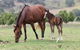 CBR Equine Cottage - thumb 4