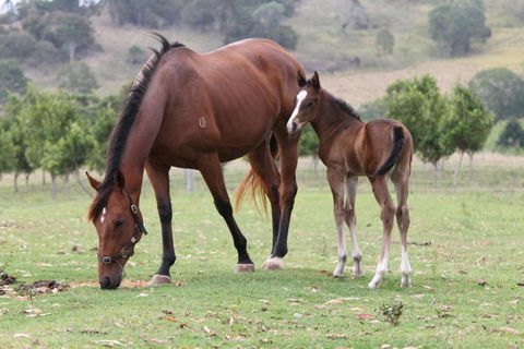 CBR Equine Cottage - Surfers Gold Coast 4
