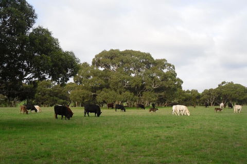 Wenton Farm Holiday Cottages - Surfers Gold Coast 4